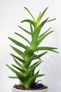 Aloe Vera Gel Bio biologisch