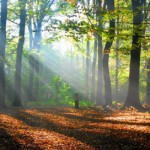 Eine Reise in die Natur. Entspannung und Kraft tanken