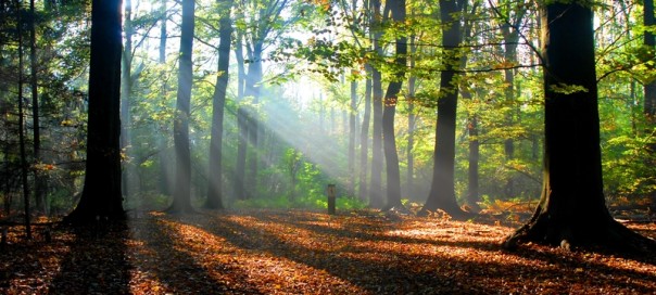 Eine Reise in die Natur. Entspannung und Kraft tanken