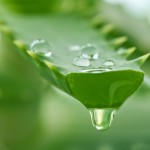 Naturkosmetik mit Aloe Vera