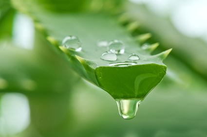 Naturkosmetik mit Aloe Vera