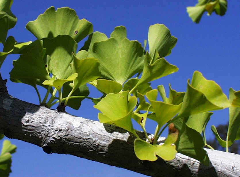 Vom Blatt des Ginkgo zum Spezialextrakt