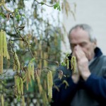 Allergie gegen Birkenpollen