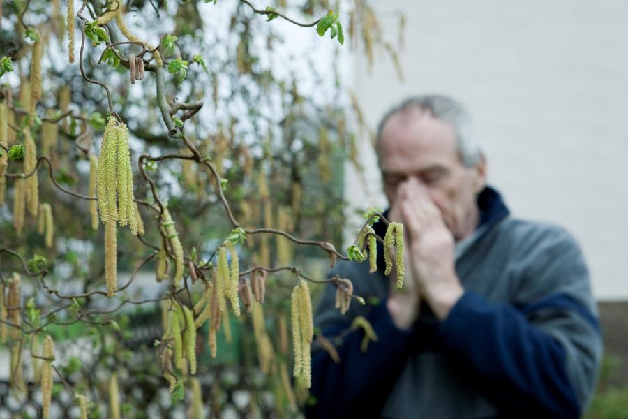 Allergie gegen Birkenpollen