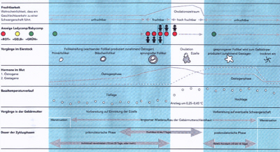 Der weibliche Zyklus ist die Grundlage  für natürliche Verhütung