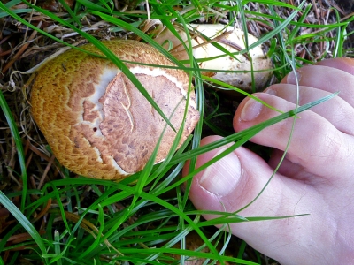 Nagelpilz Hausmittel